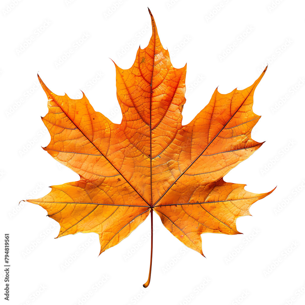 Fototapeta premium Maple leaf on isolated transparent background