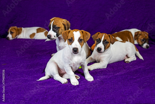 Fototapeta Naklejka Na Ścianę i Meble -  beautiful Jack Russell puppies sitting and lying on a purple blanket Traveling with puppies and moving