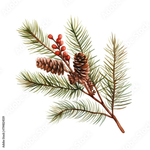 Watercolor spruce branch with cones and berries. Hand drawn illustration photo