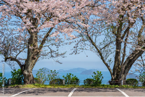 Mt. Shiude (Shiudeyama) mountaintop parking lot cherry blossoms full bloom in the spring. Shonai Peninsula, Mitoyo, Kagawa, Shikoku, Japan. photo