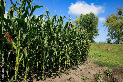 a large field of green corn and a blue sky