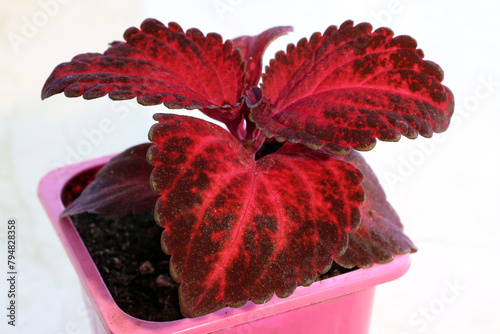 Wallpaper Mural ornamental coleus plant grown in gardens as an annual Torontodigital.ca