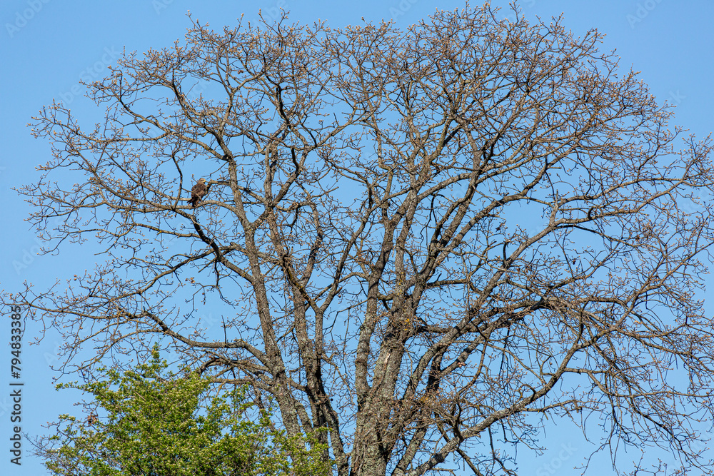 Landscape with Oak and Black Kite perched on its branches with buds in spring. Milvus migrans. Landscape with Oak and Black Kite perched on its branches with buds in spring. Milvus migrans.
