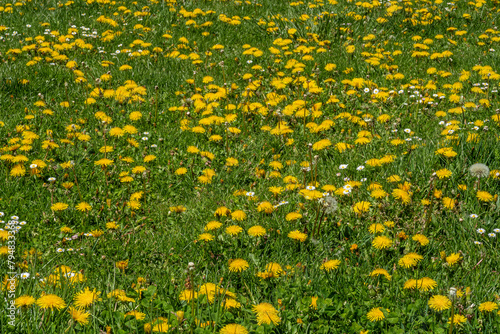 Taraxacum officinale. Plants with yellow flowers of Dandelion or Bitter Chicory among the grass.