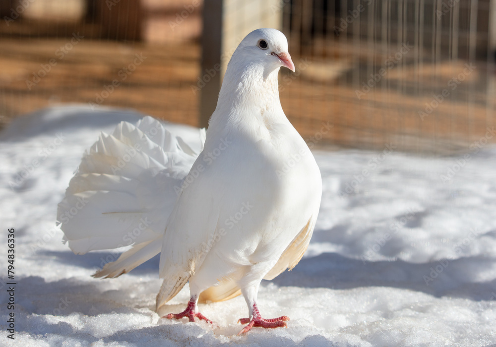 Portrait of a white dove in the snow in winter Portrait of a white dove in the snow in winter