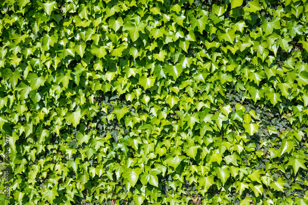 Ivy background, evergreen Hedera leaves on the wall. Ivy background, evergreen Hedera leaves on the wall.