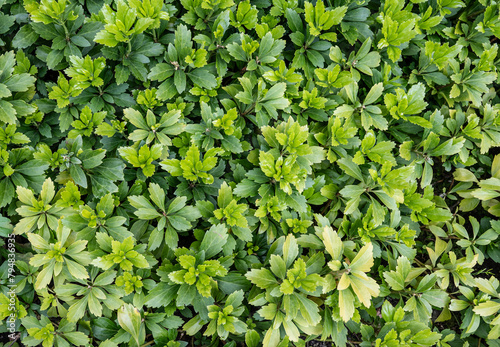 Green ground cover with leaves of Pachysandra plant. Natural texture background. © Nancy Pauwels