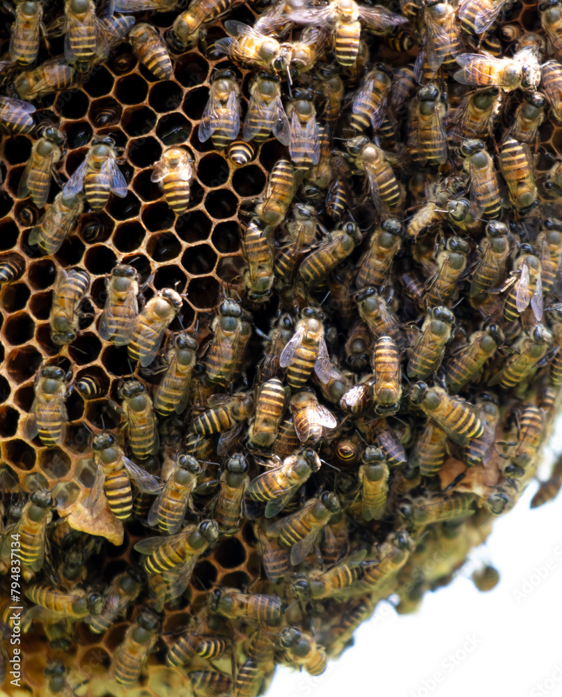 Close-up of a bee on a honeycomb Close-up of a bee on a honeycomb