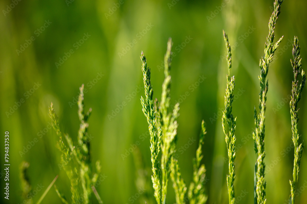 Green ears of grass on the grass in spring. Close-up Green ears of grass on the grass in spring. Close-up
