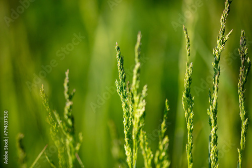 Green ears of grass on the grass in spring. Close-up