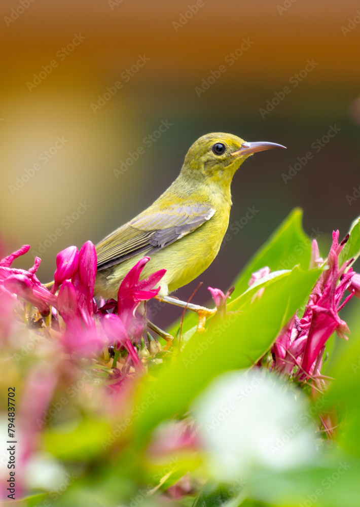 Yellow bird on a red flower tree. Nature in the tropics