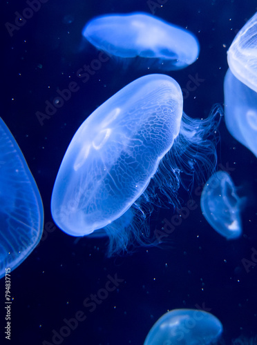 Blue jellyfish swim in the sea photo