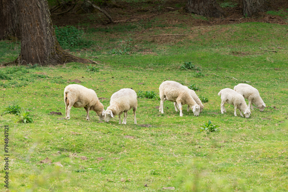 Fototapeta premium Sheet Grazing