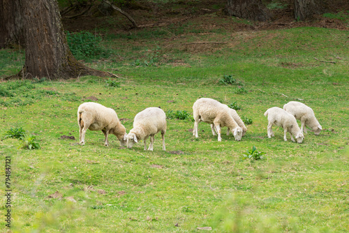 Sheet Grazing