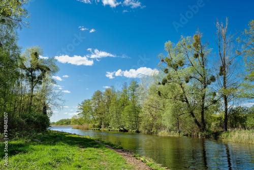 Bäume mit Misteln am Ufer des frühlingshaften 