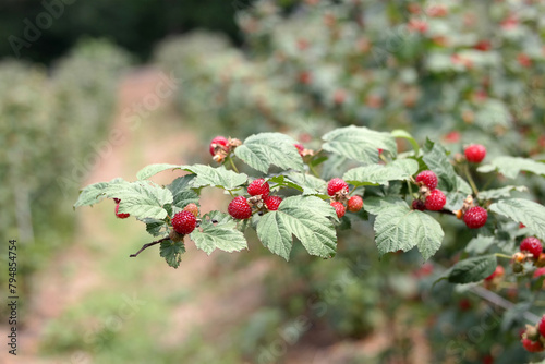 korean wild berry photo