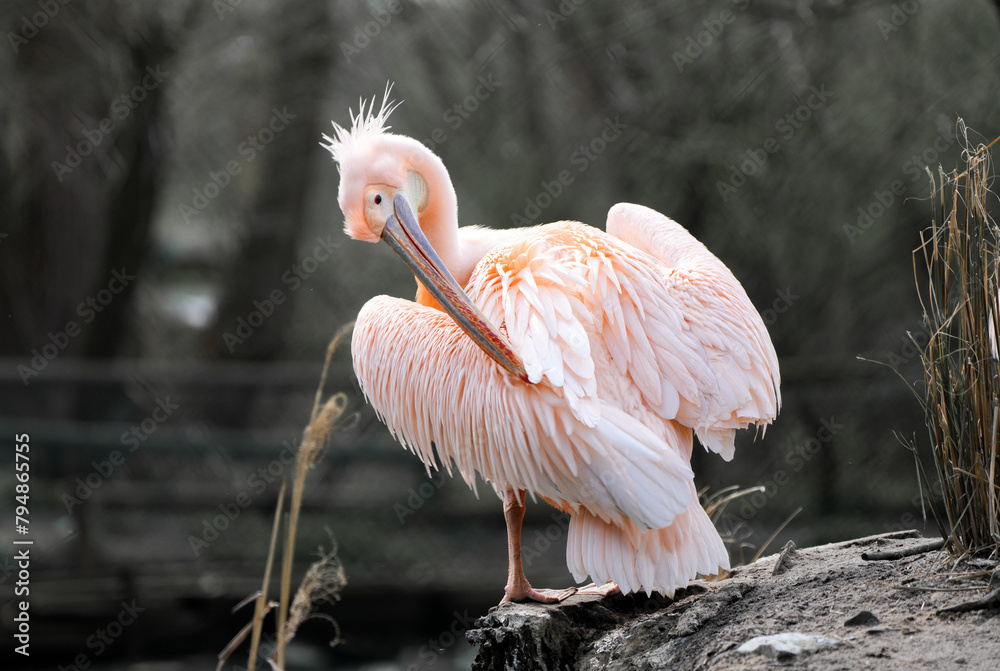 Fototapeta premium Portrait of a Great White Pelican in nature. Pelecanus onocrotalus. 