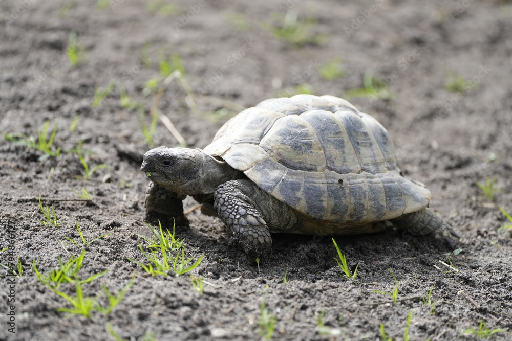Portrait of a turtle on a barren ground.
Portrait of a turtle on a barren ground.