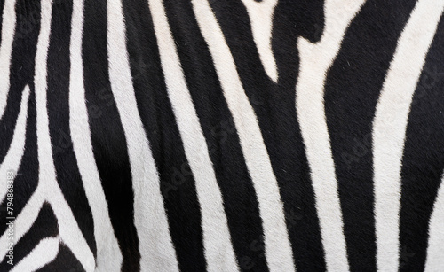 Zebra fur close-up. Black and white striped animal background.  © Elly Miller