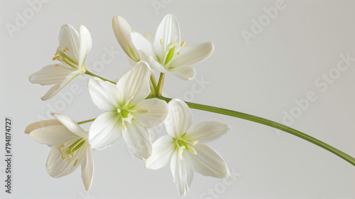 A cluster of wild white flowers with green stems and delicate petals, set against a clean white background. This macro photography showcases the beauty of a terrestrial plant from the pink family photo