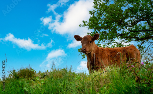 young brown calf in the meadow