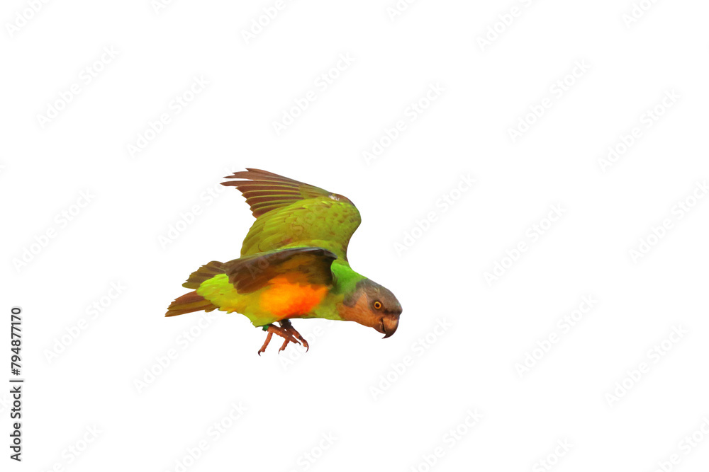 Fototapeta premium Colorful flying Senegal parrot isolated on transparent background png file