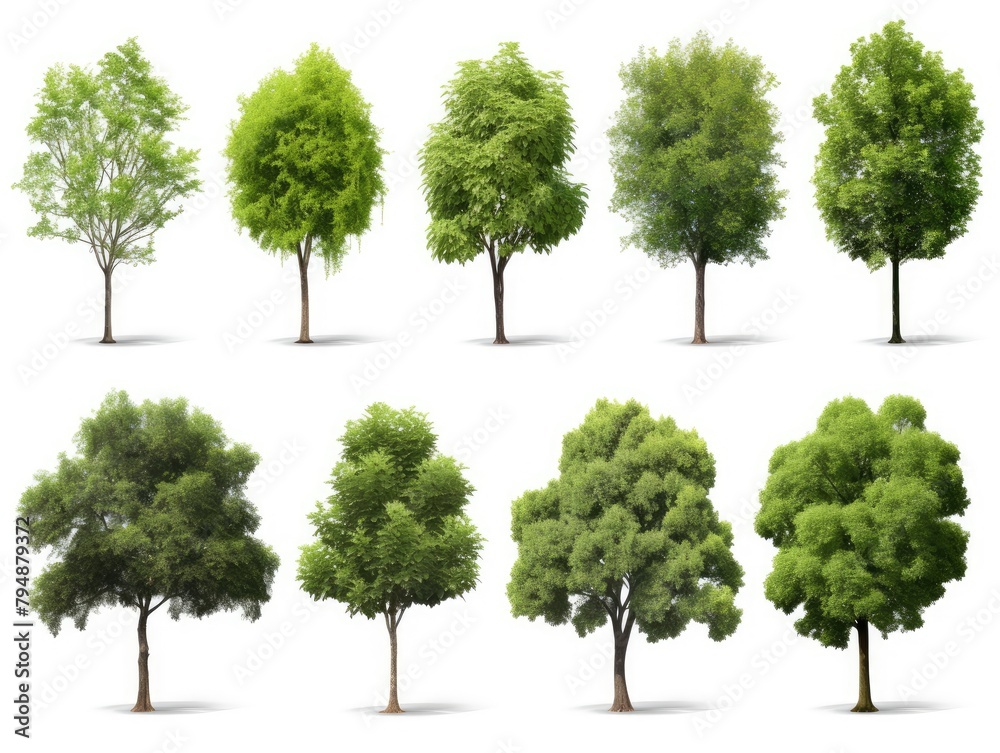 Group trees isolated on white background. Group trees isolated on white background.