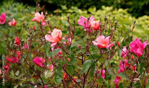 Closeup of the variegated coloured garden rose Rosa odorata mutabilis. photo