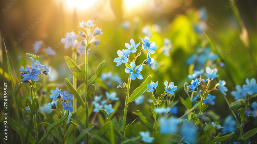 A field of vibrant blue flowers gently swaying in the breeze, with the golden sun shining through them, creating a beautiful natural landscape A field of vibrant blue flowers gently swaying in the breeze, with the golden sun shining through them, creating a beautiful natural landscape