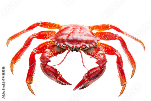 Red Crab on Transparent Background