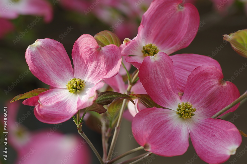 ハナミズキの花のクローズアップ