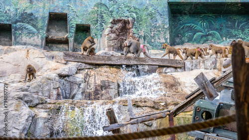 A troop of baboons gathers around a cascading artificial waterfall within their enclosure at Skansen open-air museum in Stockholm, engaging in various activities. Sweden