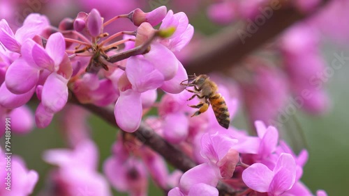 Bee collects pollen from violet wisteria flowers in orchard. Blooming tree. Slow motion 4k video nature scene.