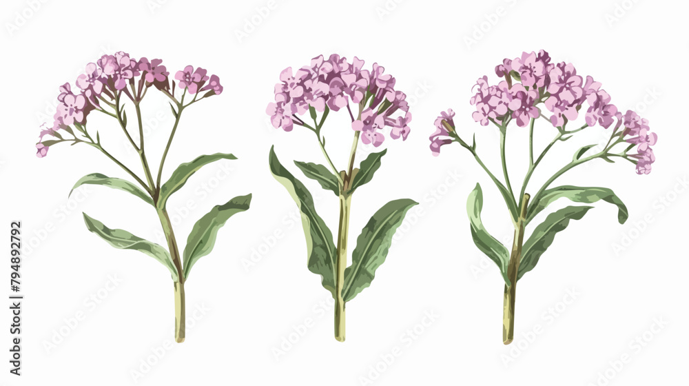 Common verbena flowers isolated on white background.