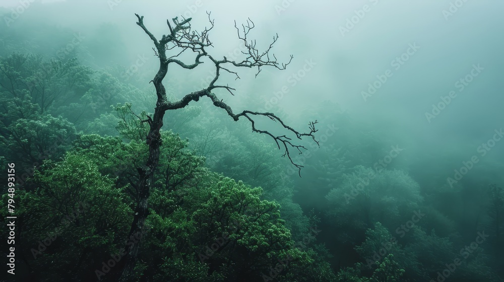 A dead tree stands alone in the heart of a fog-shrouded forest, surrounded by trees in the foreground A dead tree stands alone in the heart of a fog-shrouded forest, surrounded by trees in the foreground