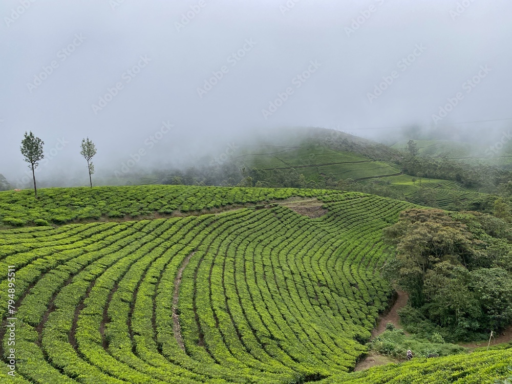 Tea plantation with rolling hills and misty landscapes in Munnar, Kerala