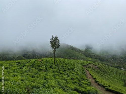 Tea plantation with rolling hills and misty landscapes in Munnar  Kerala