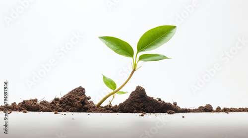 plant growing from soil