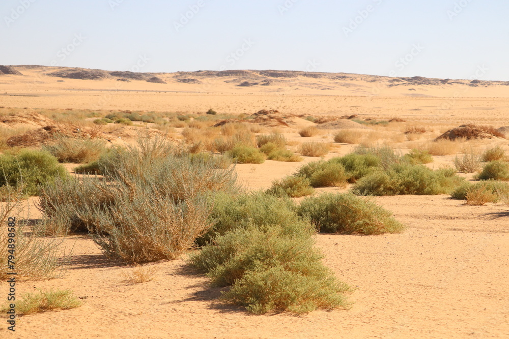 desert plants and bushes