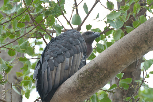 Vulture perching on a tree branch in the wilderness, Bandhavgarh national park, India.