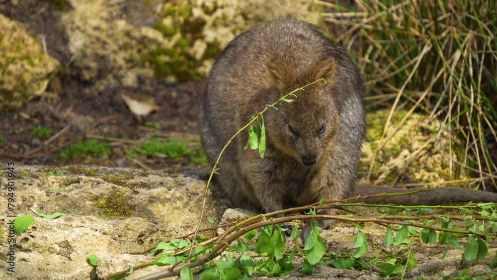 Close up of a wallaby rabbit Kangaroo eating leaves from the ground Close up of a wallaby rabbit Kangaroo eating leaves from the ground