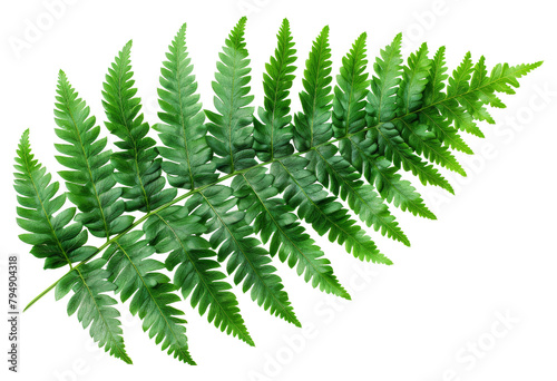 Lush green fern leaves with detailed texture isolated on transparent background
