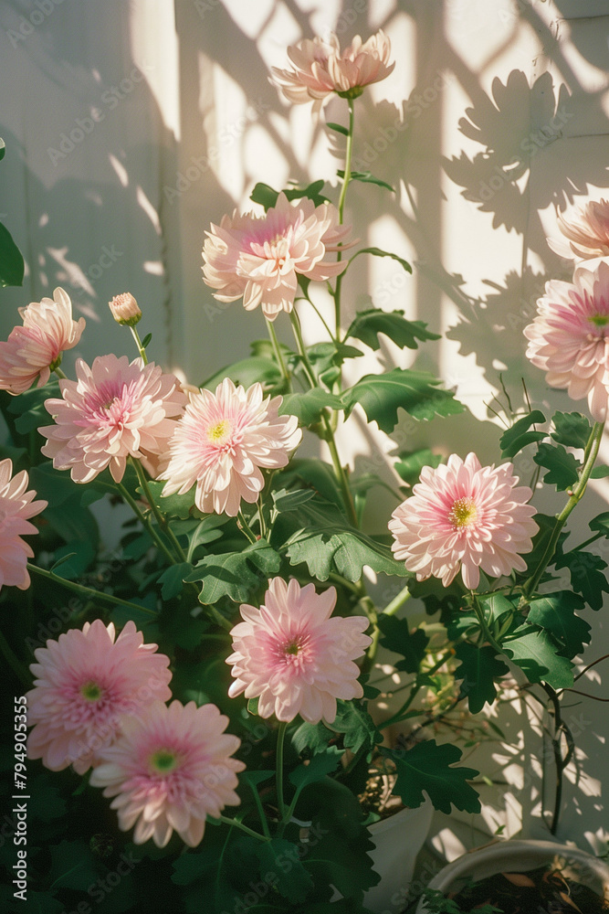 flower, nature, blossom, flowers, plant, white, spring, bloom, beauty, pink, floral, tree, flora, garden, summer, leaf, petal, bouquet, blooming, beautiful, texture, daisy, color, colorful, chrysanthe flower, nature, blossom, flowers, plant, white, spring, bloom, beauty, pink, floral, tree, flora, garden, summer, leaf, petal, bouquet, blooming, beautiful, texture, daisy, color, colorful, chrysanthe