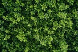 Detailed view of lush green plants, showcasing intricate textures and patterns up close