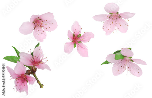 Peach flowers isolated on a white background, top view