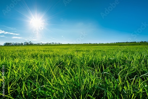 An angled view of a lush green field with the sun shining overhead © Elmira
