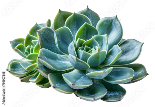 Green succulent plant with symmetrical rosette design isolated on transparent background photo