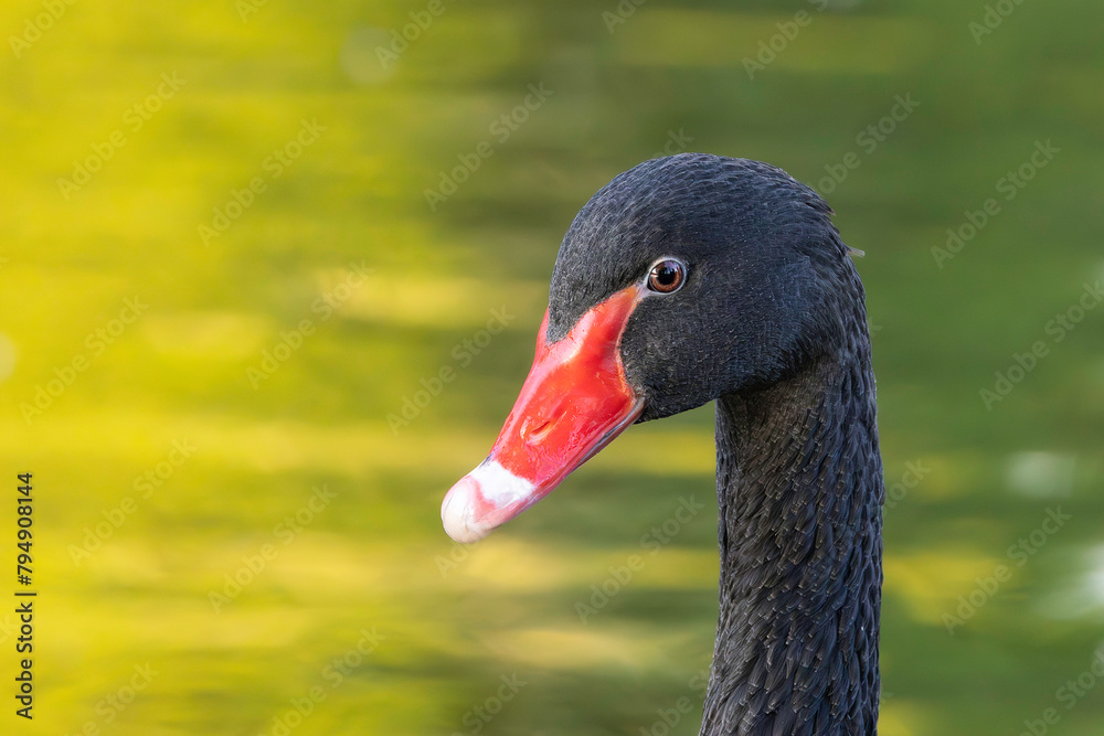 Fototapeta premium portrait of a black swan over colorful reflections on lake