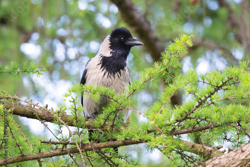 hooded crow perched in a larch tree photo