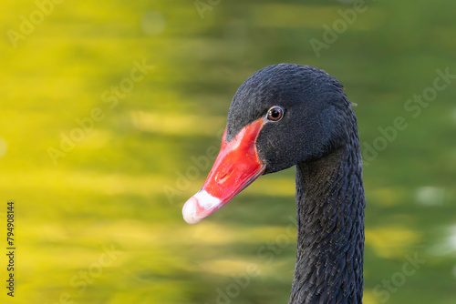 portrait of a black swan over colorful reflections on lake
